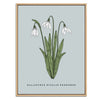 Snowdrop Botanical Fine Art Print by H Potter