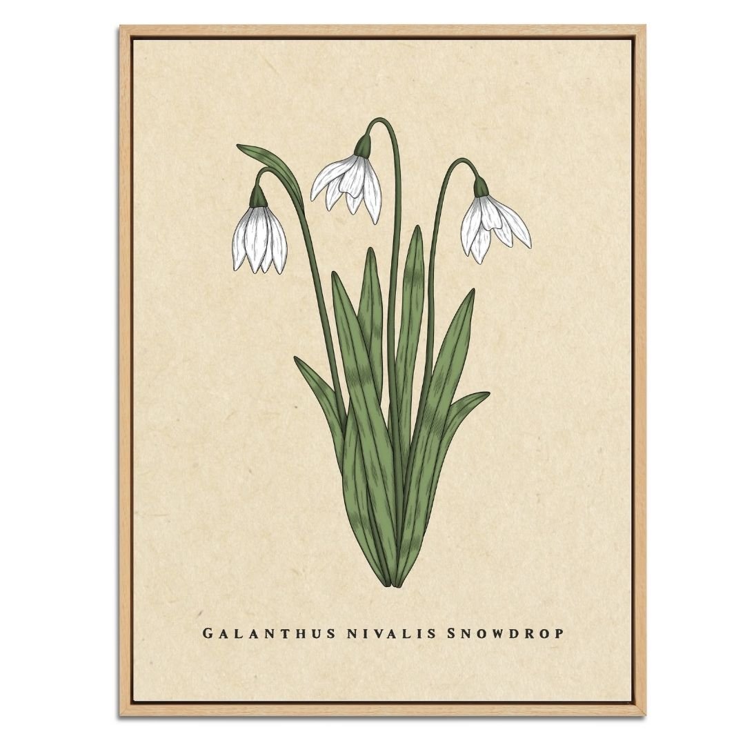 Snowdrop Botanical Fine Art Print by H Potter