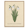 Snowdrop Botanical Fine Art Print by H Potter