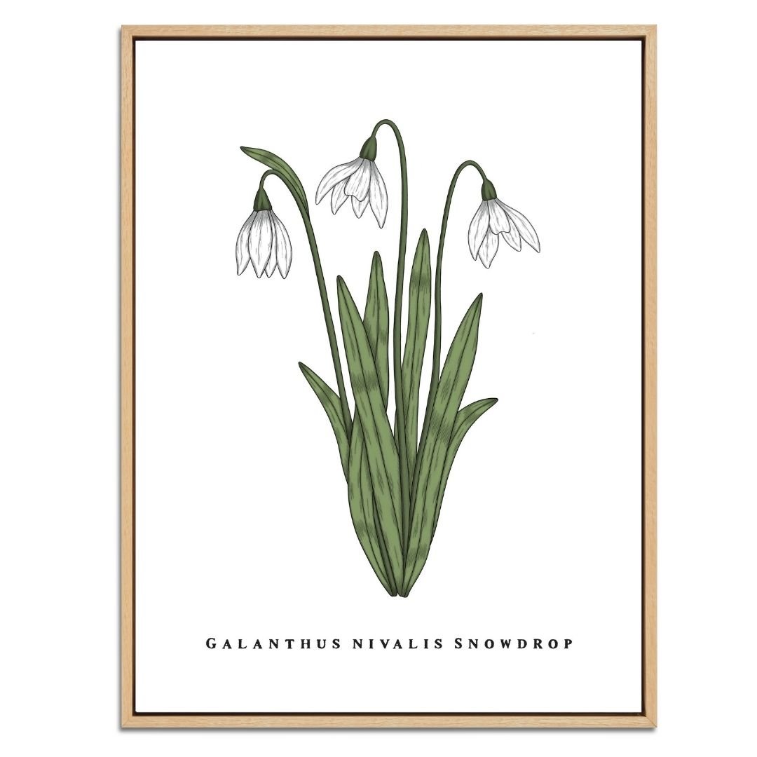 Snowdrop Botanical Fine Art Print by H Potter