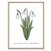 Snowdrop Botanical Fine Art Print by H Potter