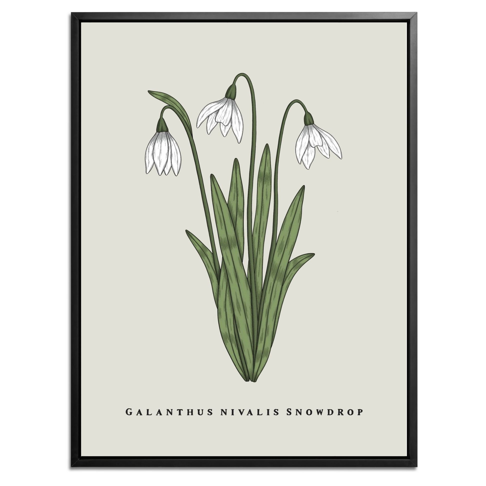 Snowdrop Botanical Fine Art Print by H Potter