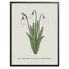 Snowdrop Botanical Fine Art Print by H Potter