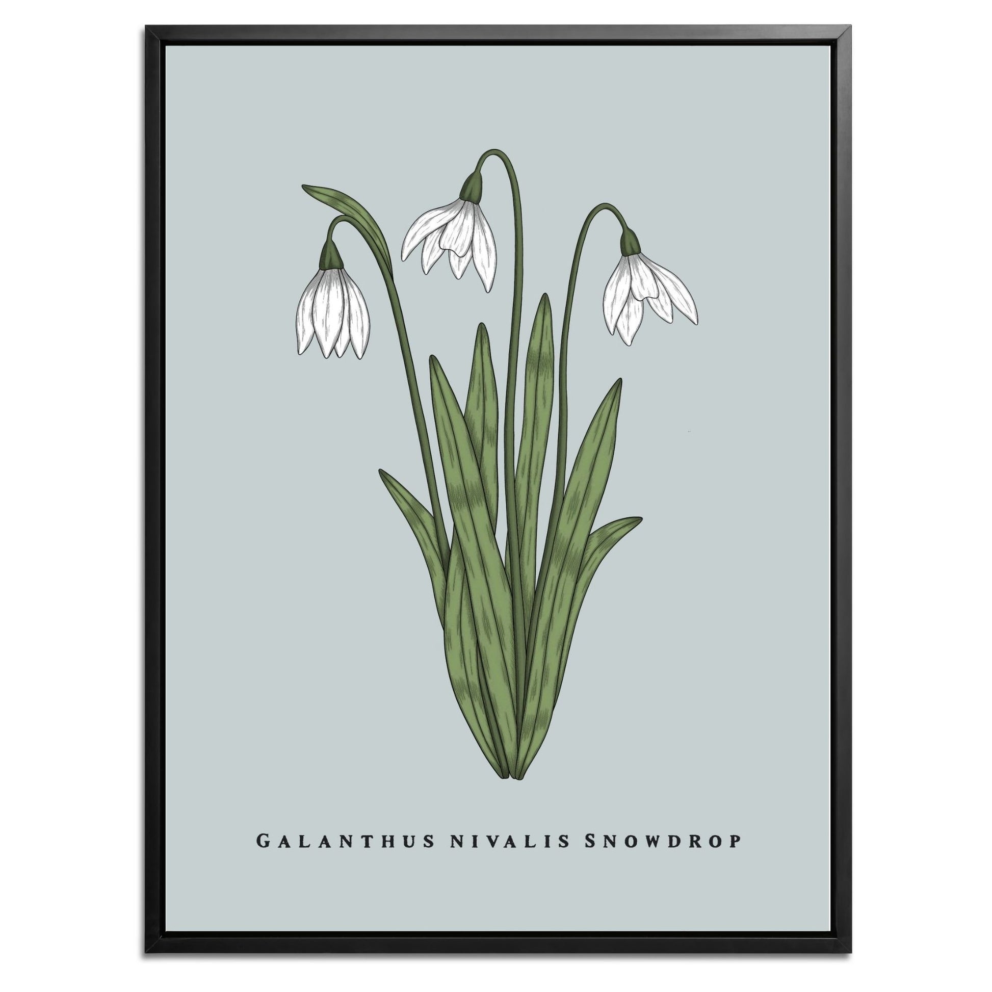 Snowdrop Botanical Fine Art Print by H Potter