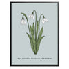 Snowdrop Botanical Fine Art Print by H Potter