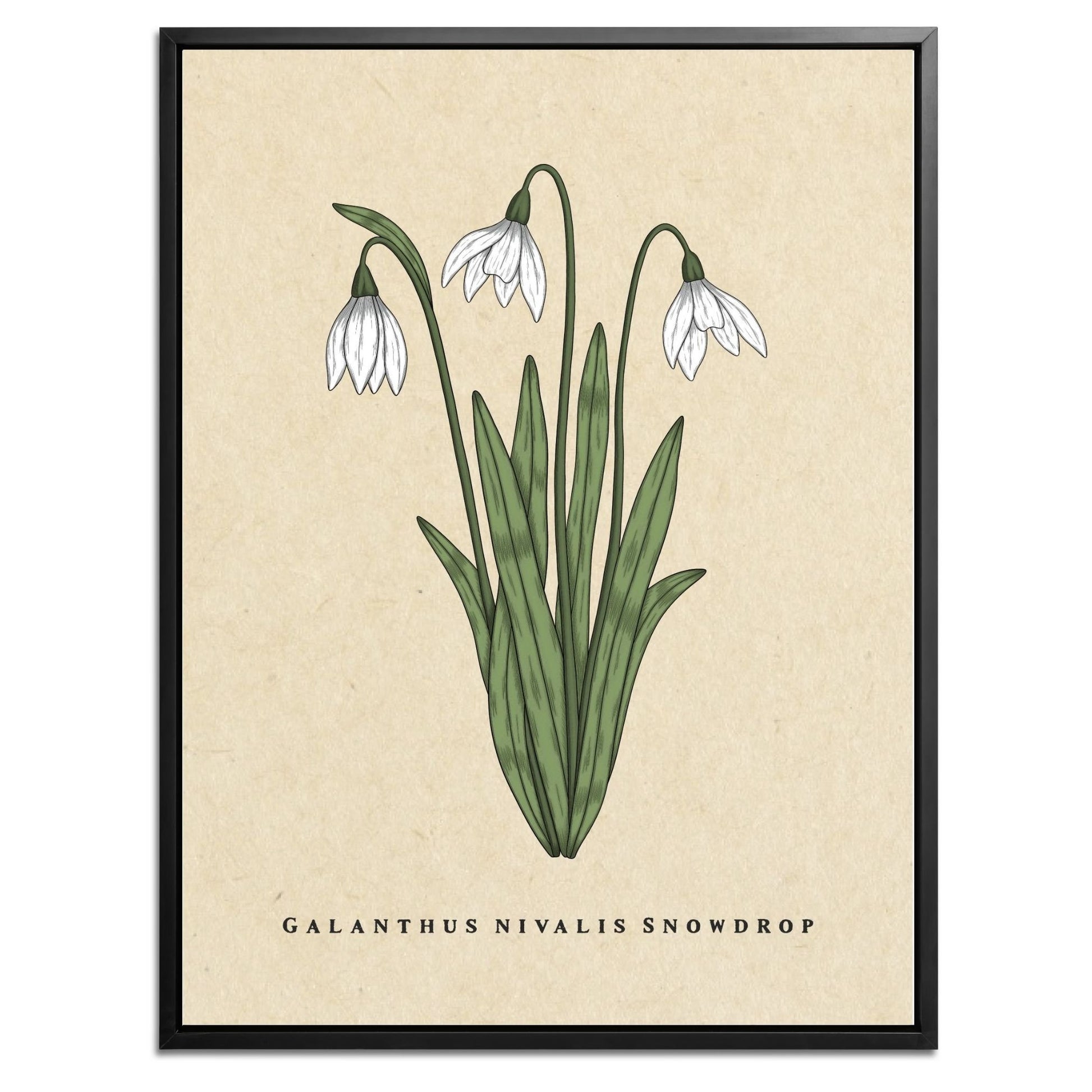 Snowdrop Botanical Fine Art Print by H Potter