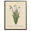 Snowdrop Botanical Fine Art Print by H Potter