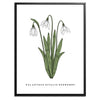 Snowdrop Botanical Fine Art Print by H Potter