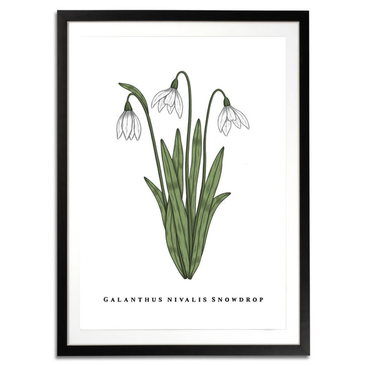 Snowdrop Botanical Fine Art Print by H Potter