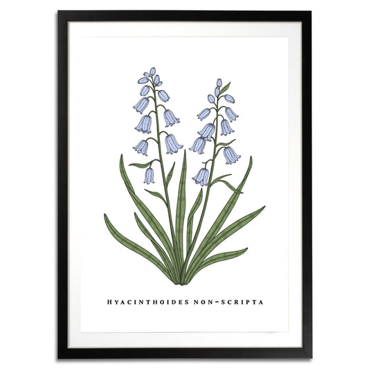 Bluebells Botanical Fine Art Print by H Potter