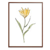 Yellow Flower Botanical Fine Art Print by H Potter