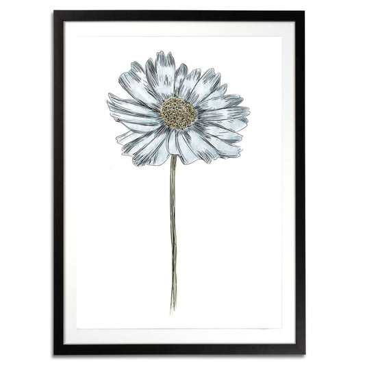 Daisy Botanical Fine Art Print by H Potter Blue