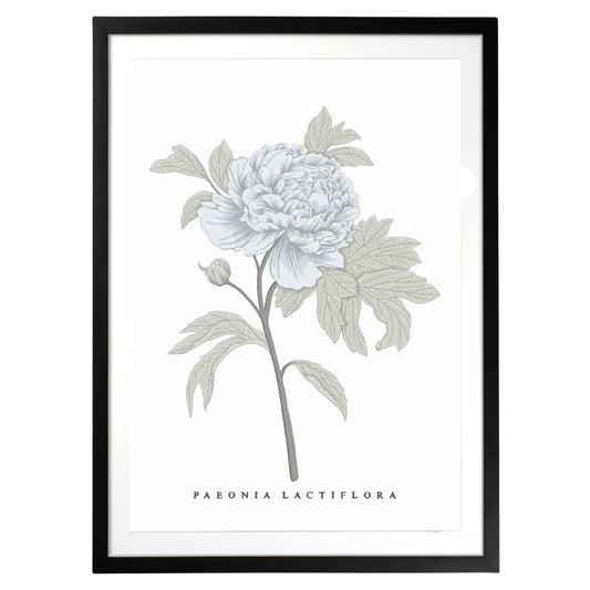 Peony Botanical Fine Art Print by H Potter Blue