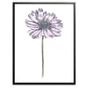 Daisy Botanical Fine Art Print by H Potter Purple