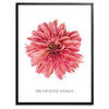 Decorative Dahlia Botanical Fine Art Print by H Potter