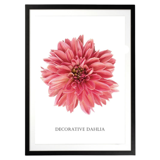 Decorative Dahlia Botanical Fine Art Print by H Potter