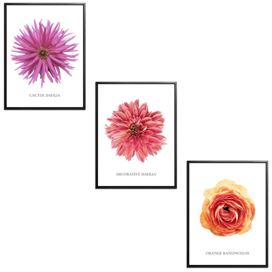 Dahlia Et Ranunculus Set Botanical Fine Art Print by H Potter