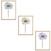 Daisy Set Botanical Fine Art Print by H Potter