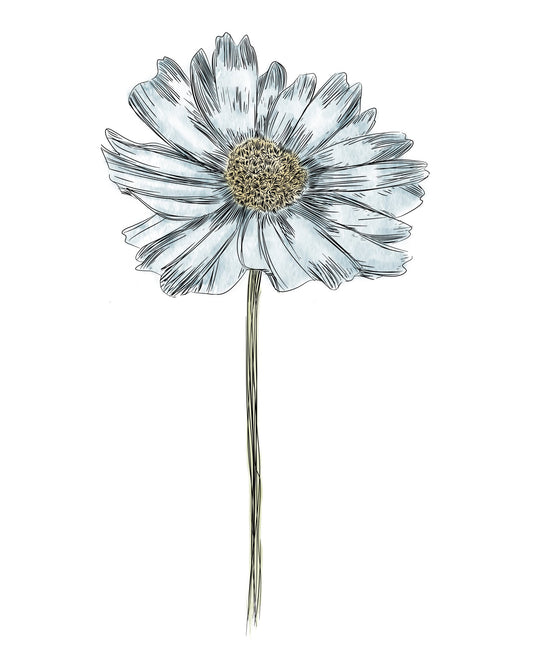 Daisy Botanical Fine Art Print by H Potter Blue
