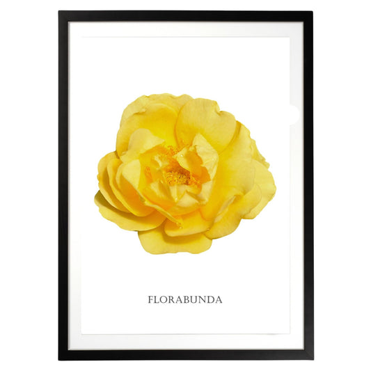 Yellow Florabunda Rose Botanical Fine Art Print by H Potter