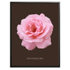 Pink Grandiflora Rose Botanical Fine Art Print by H Potter