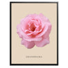 Pink Grandiflora Rose Botanical Fine Art Print by H Potter
