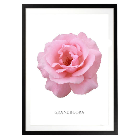 Pink Grandiflora Rose Botanical Fine Art Print by H Potter