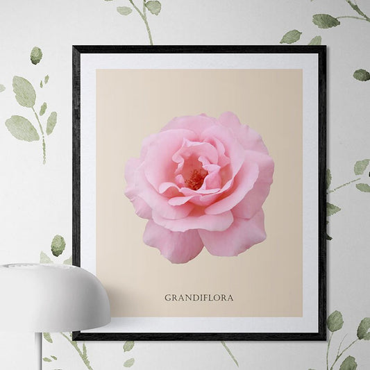 Pink Grandiflora Rose Botanical Fine Art Print by H Potter