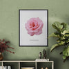 Roses Flowers Set Botanical Fine Art Print by H Potter