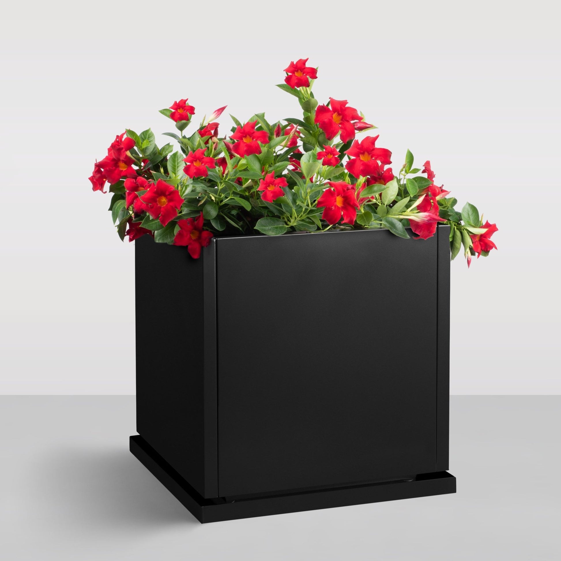 h potter planter with red flowers