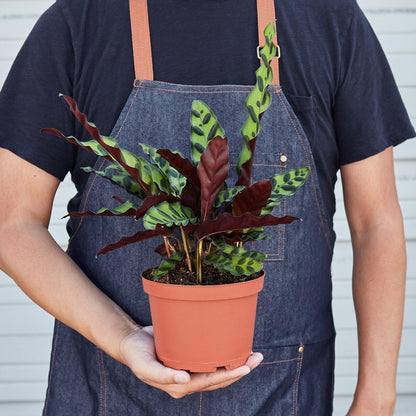 Calathea Rattlesnake plant held for size reference