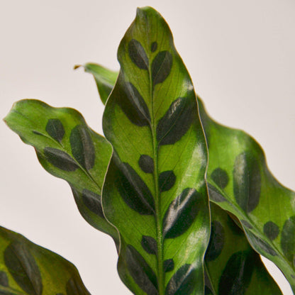Close-up of Calathea Rattlesnake leaves with dark green markings