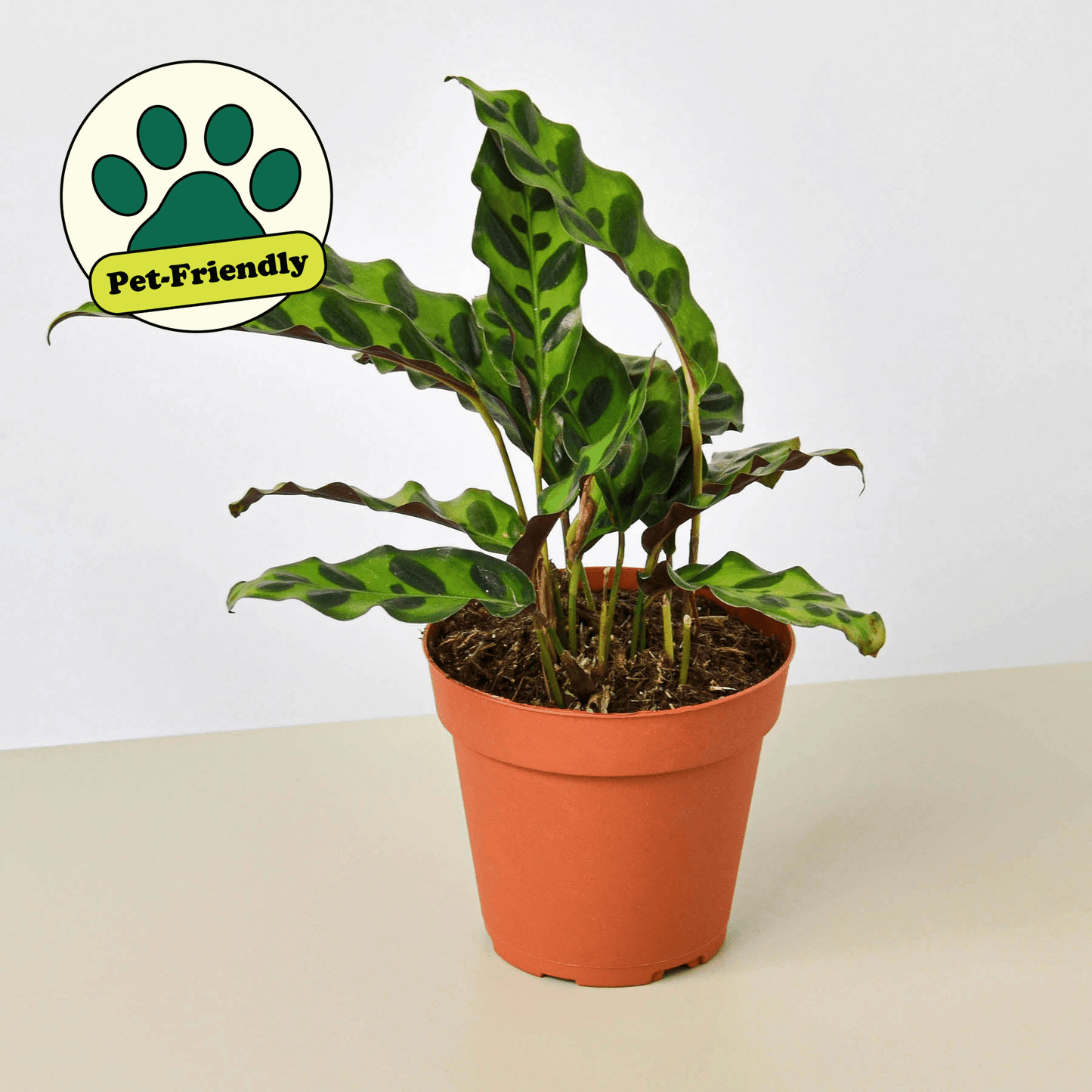 Calathea Rattlesnake plant in nursery pot styled for indoor display