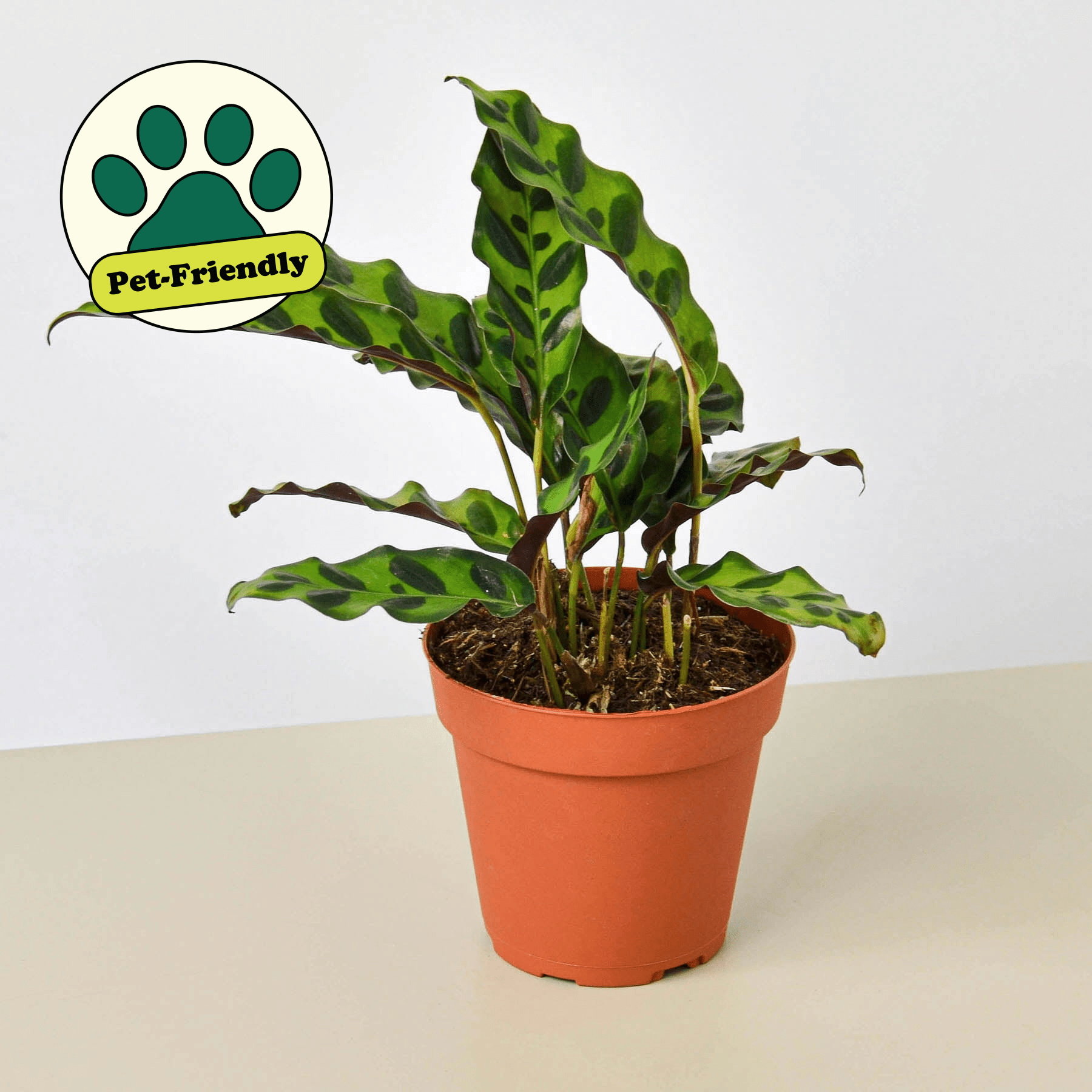 Calathea Rattlesnake plant in nursery pot styled for indoor display