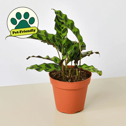 Calathea Rattlesnake plant in nursery pot styled for indoor display