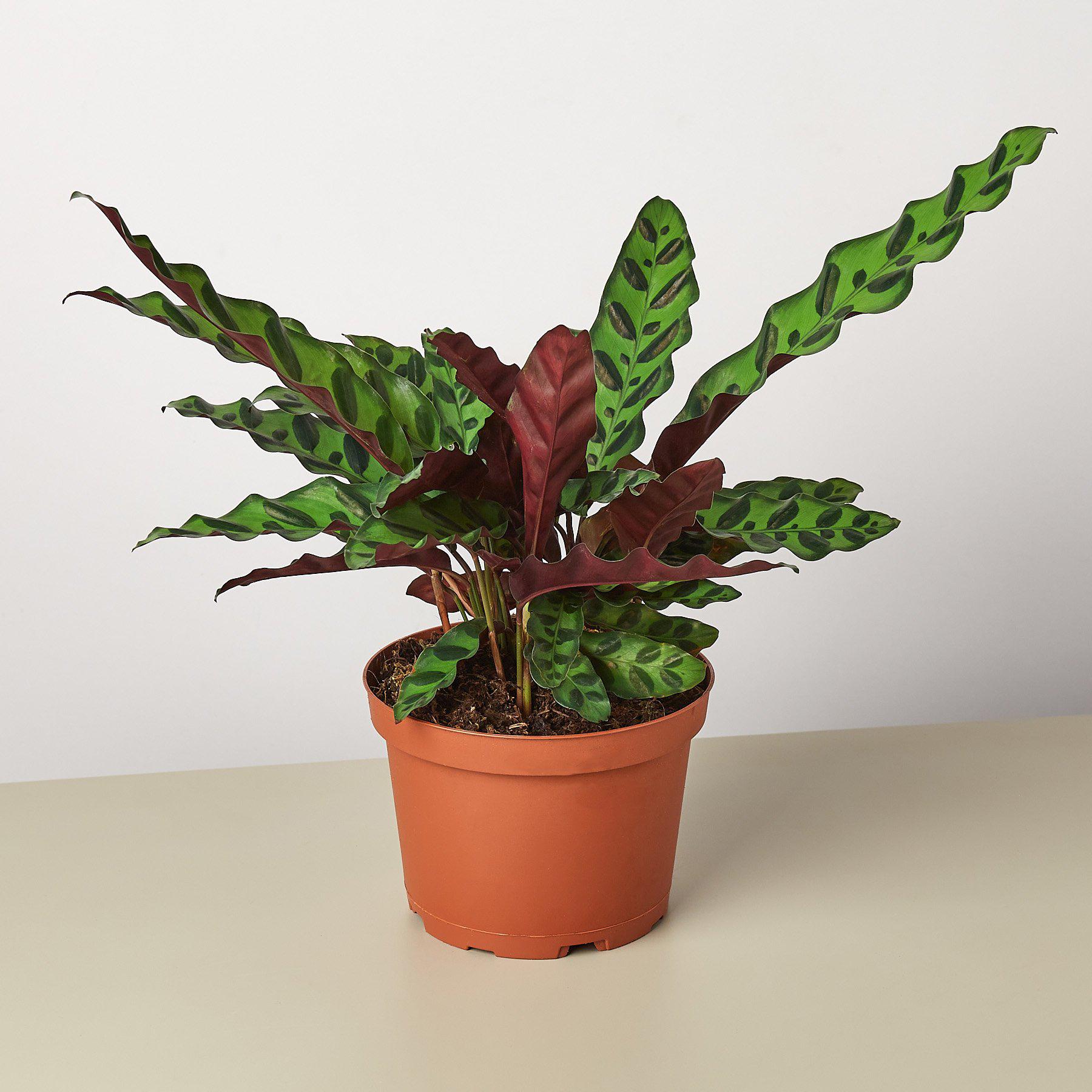 Calathea Rattlesnake houseplant styled indoors on tabletop