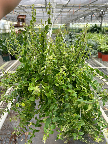 Mature curly lipstick plant with cascading stems growing in greenhouse