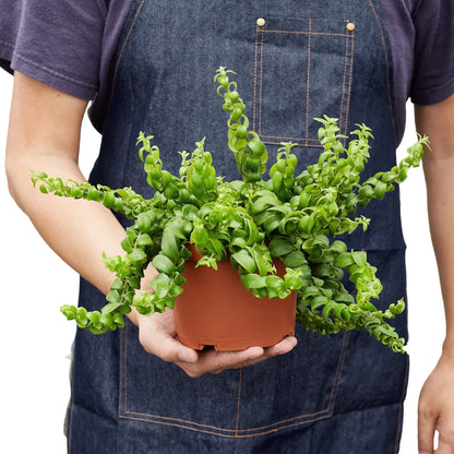 Curly lipstick plant held in hands for size reference, trailing indoor houseplant