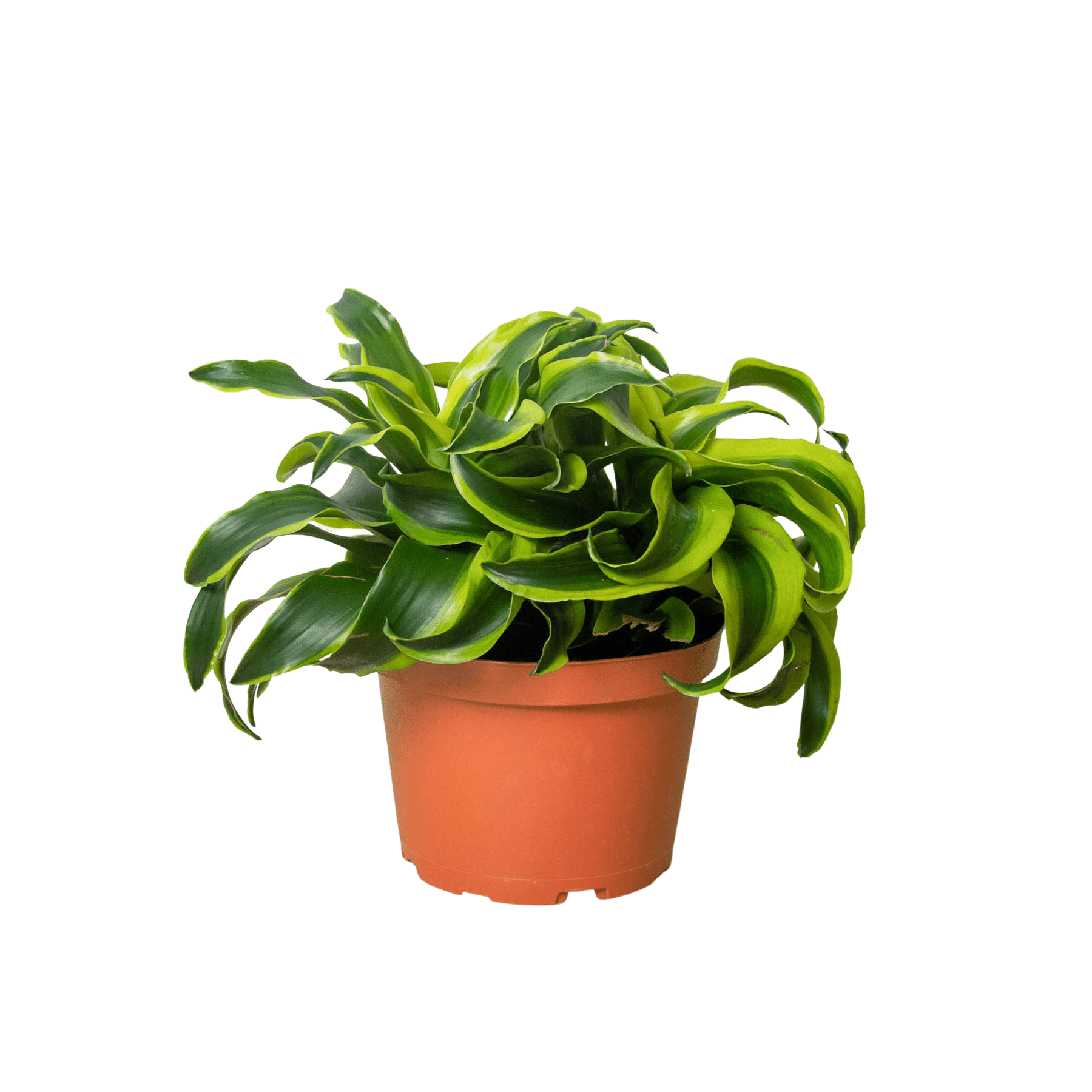 pot for dracaena plant Dracaena ‘Tornado’ — 4" & 6" Pot Options