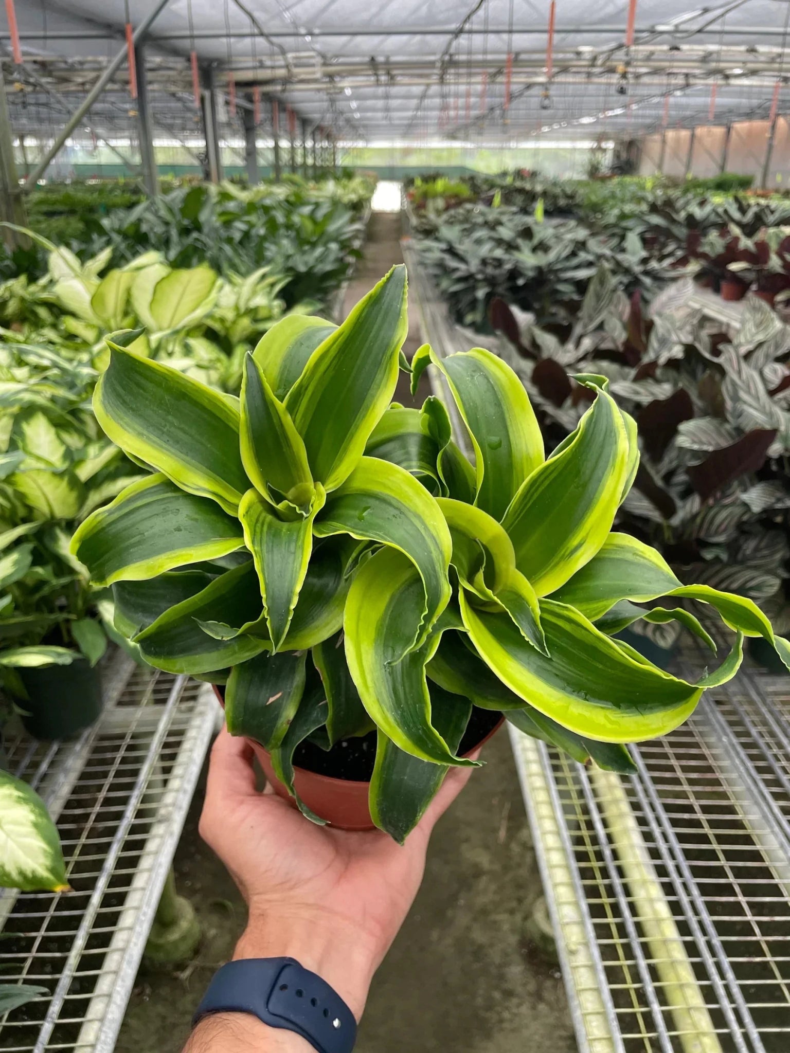 Dracaena Tornado dragon tree plant in greenhouse setting showing vibrant twisted foliage and healthy growth