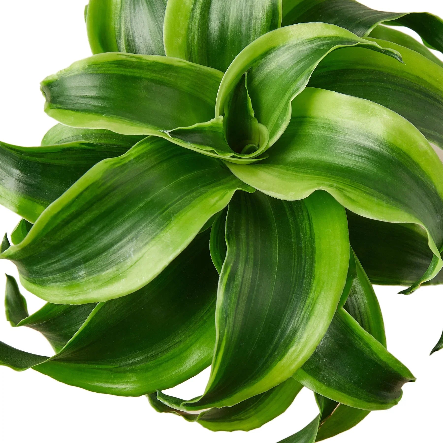 dracaena fragrans twister Dracaena ‘Tornado’ — 4" & 6" Pot Options