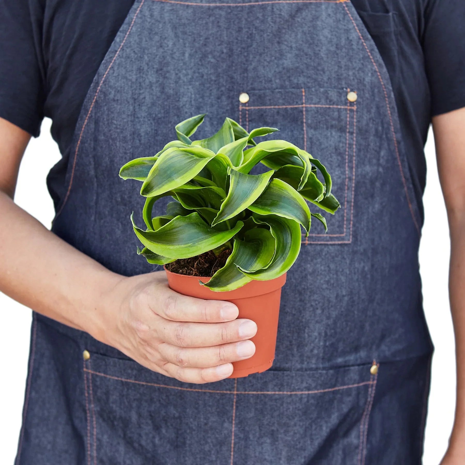 dracaena plant pot size Dracaena ‘Tornado’ — 4" & 6" Pot Options