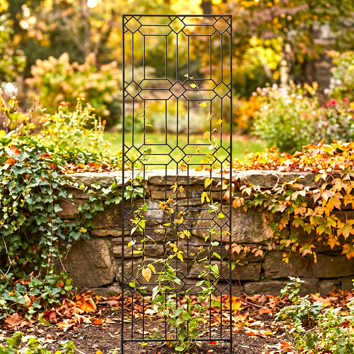 H Potter Diamond black garden trellis with climbing vines in an autumn garden
