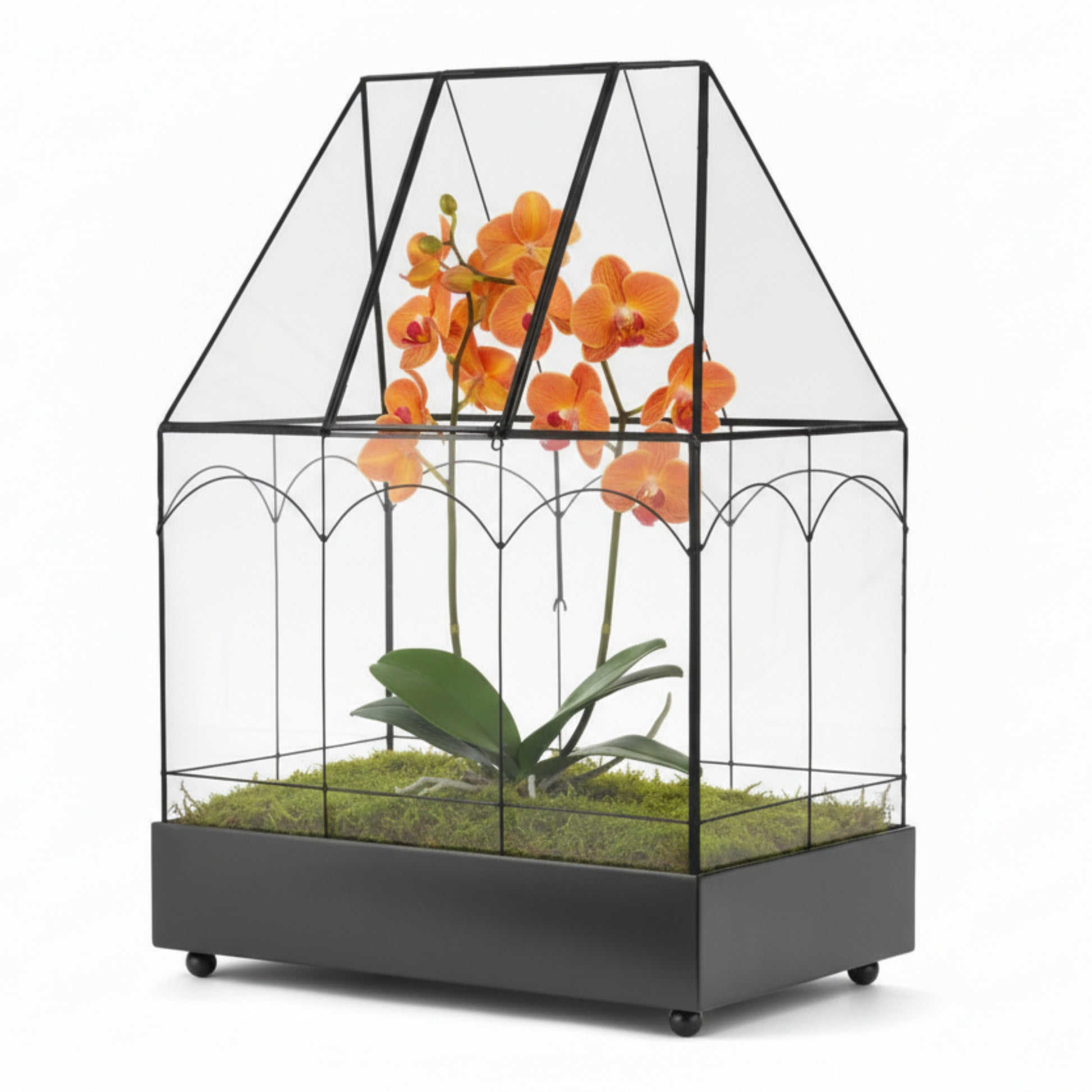 H Potter Terrarium Wardian Case with orange orchid and green moss