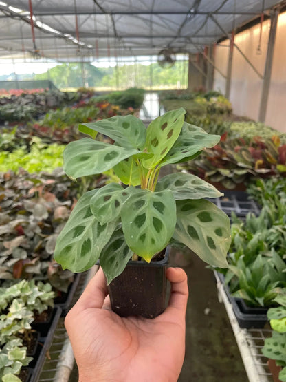 Green prayer plant growing in greenhouse with healthy patterned foliage and compact growth