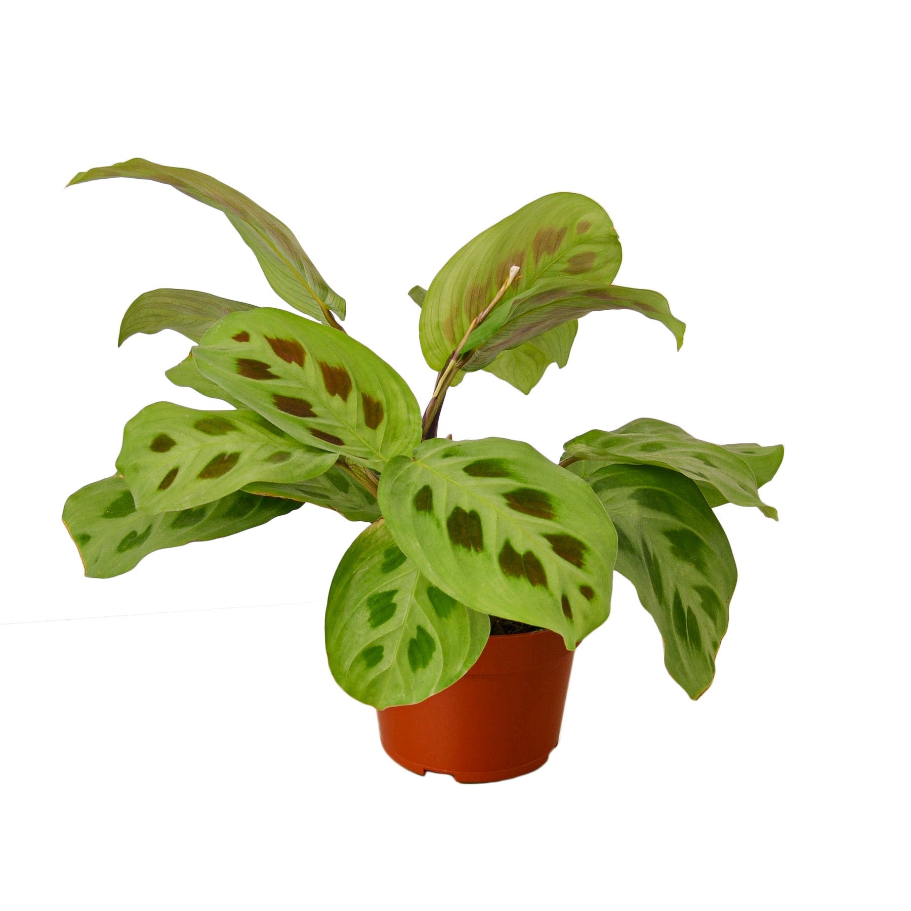 Green prayer plant (Maranta leuconeura) in nursery pot with patterned foliage, tropical indoor houseplant curated by H Potter