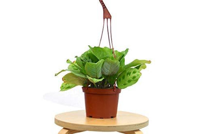 Green Maranta prayer plant in pot displayed on table, decorative indoor tropical plant