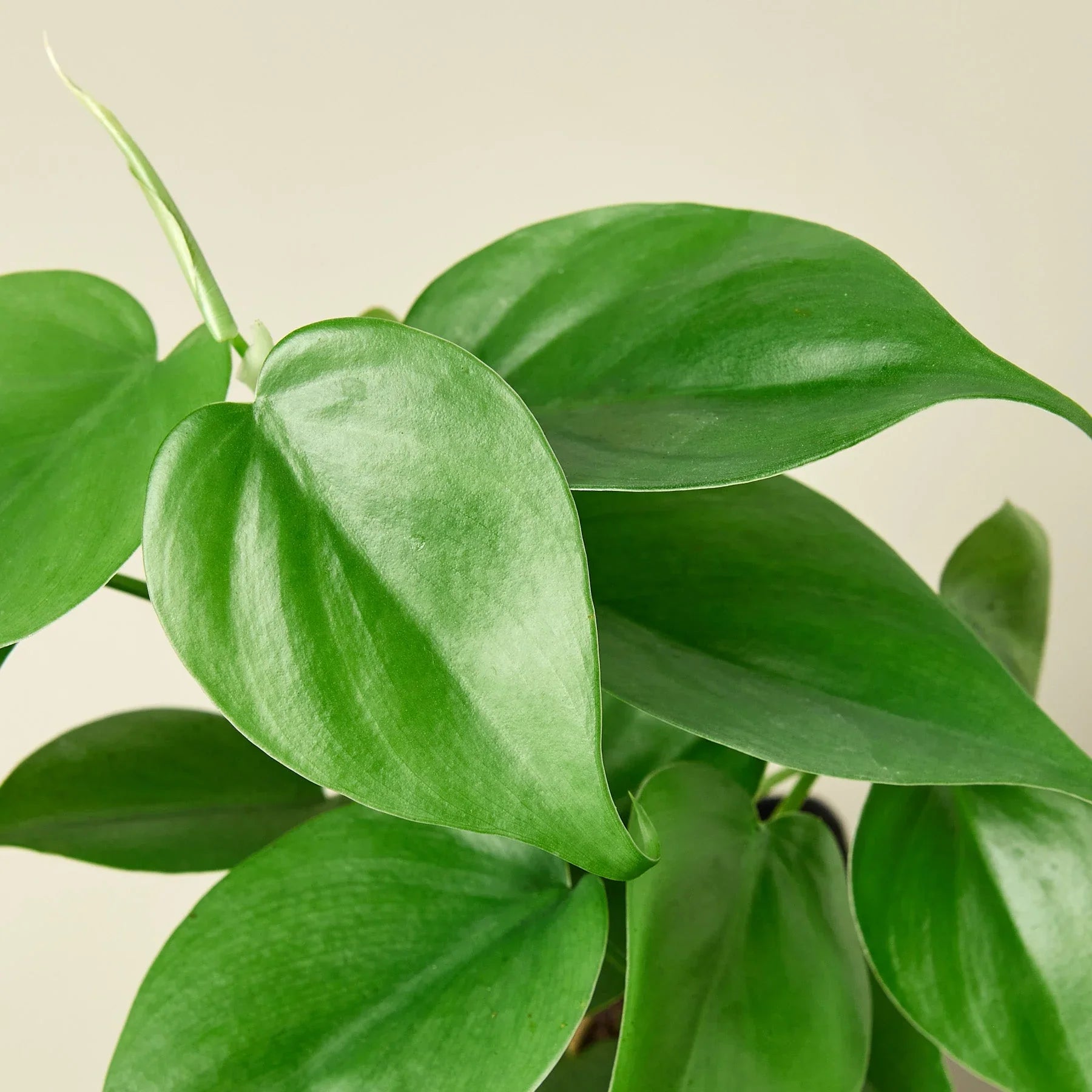 Philodendron cordatum foliage detail with smooth green leaves and trailing stems