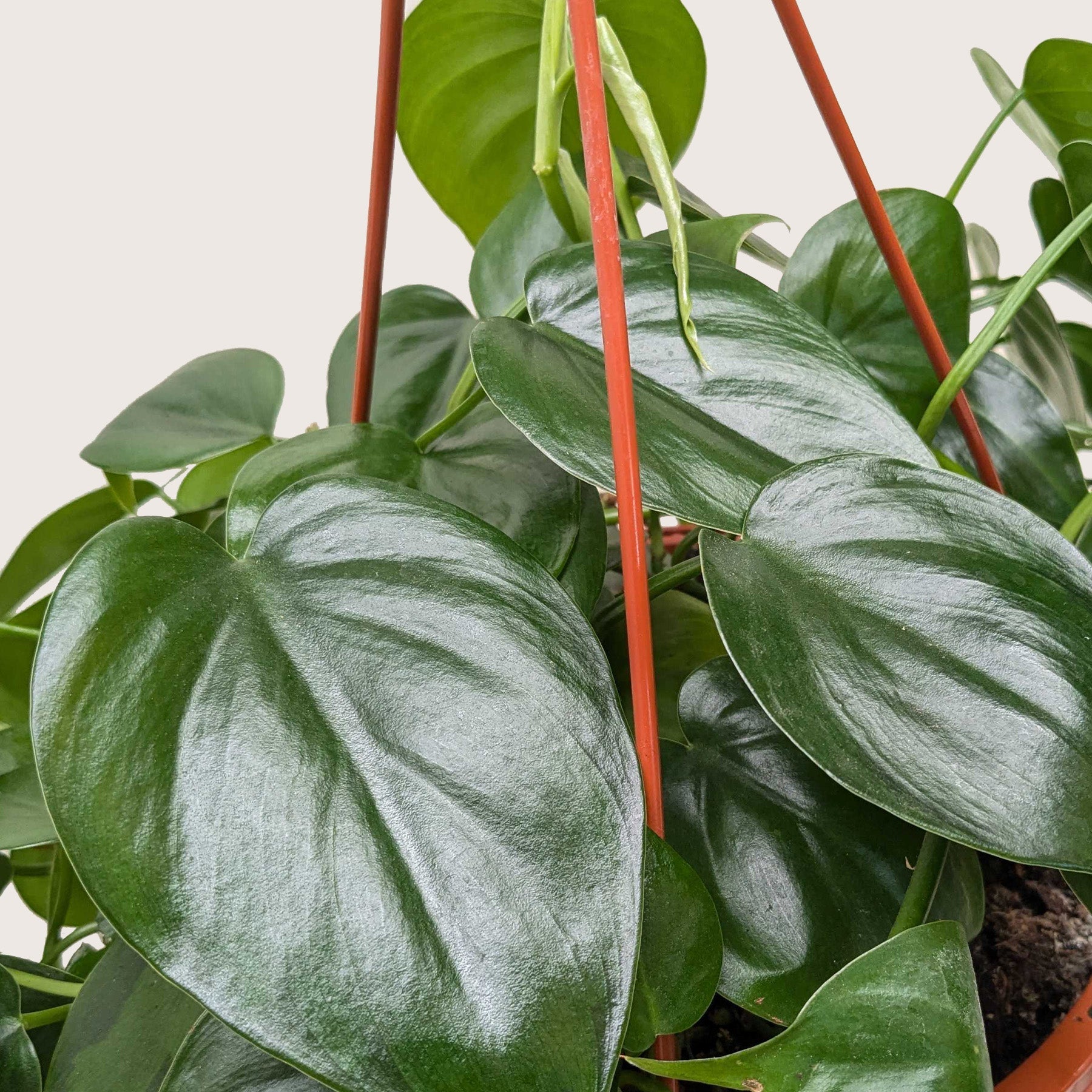 Heartleaf philodendron hanging plant with trailing vines and glossy foliage