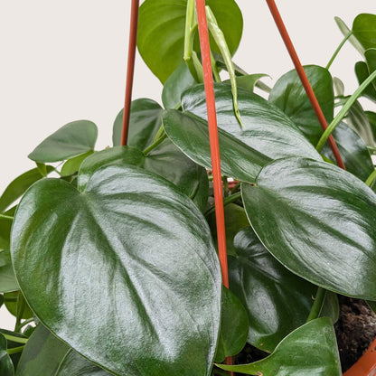 Heartleaf philodendron hanging plant with trailing vines and glossy foliage